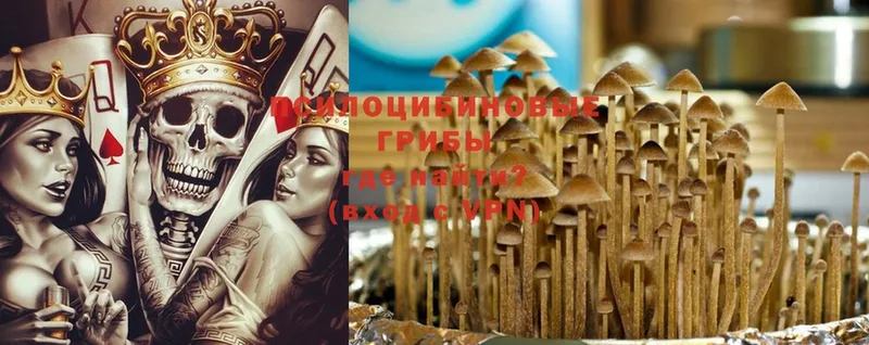 купить закладку  Баймак  Псилоцибиновые грибы Psilocybe 